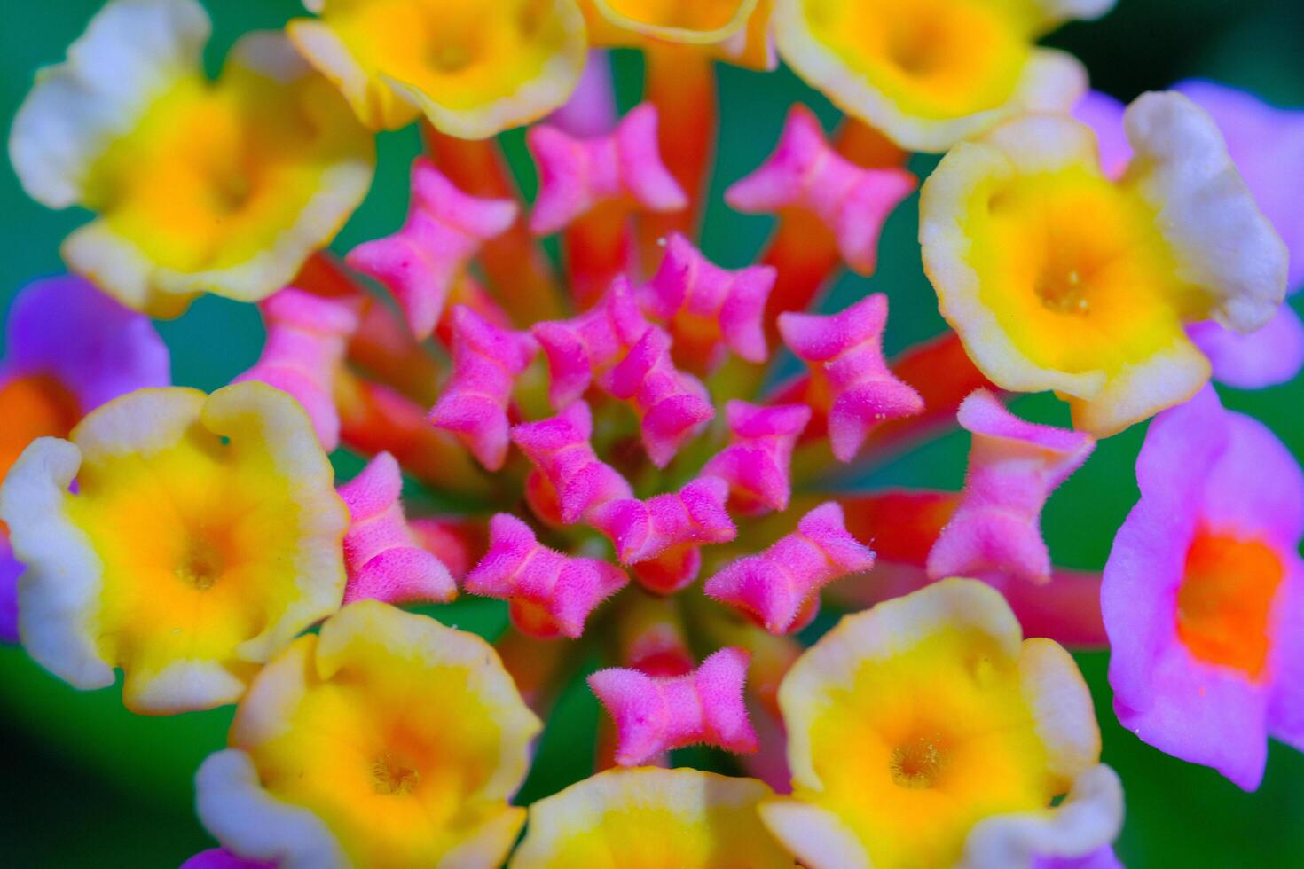 Close up shot of Lantana camara flower in full bloom. Macro shot of beautiful flowers in the garden. Graphic Resources. Macro Photography. Flower Close-up. Nature photography concept photo