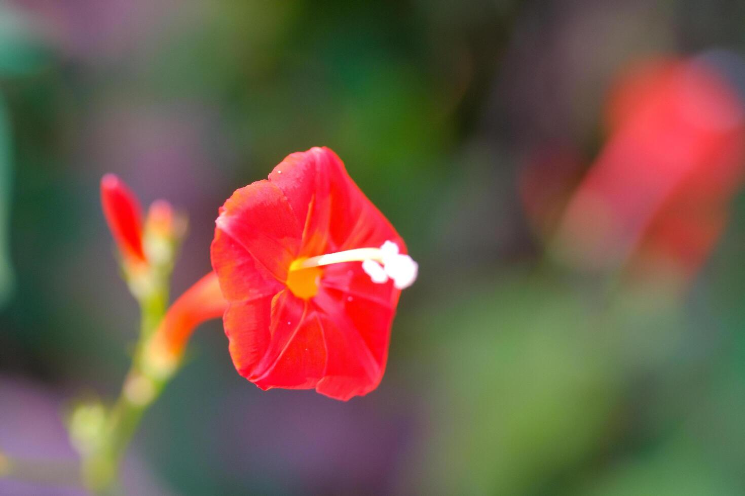 Macrophotoraphy of Red flower of the Ipomoea Coccinea type. Textured Details of beautiful and exotic Plants in the wild. Graphic Resources. Botanical Photography. Plants Close-up. Nature Photography photo