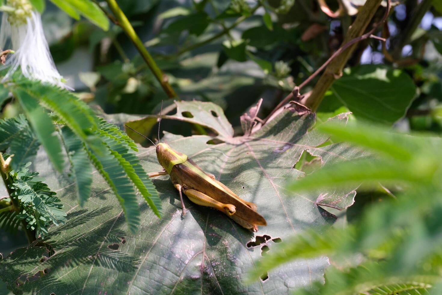 Nature Photography of Giant leafhopper or Phyllium fulchrifolium perched on a teak leaf. Macro shot of beautiful and exotic animals in the wild. Graphic Resources. Macro Photography. Animal Close-up. photo