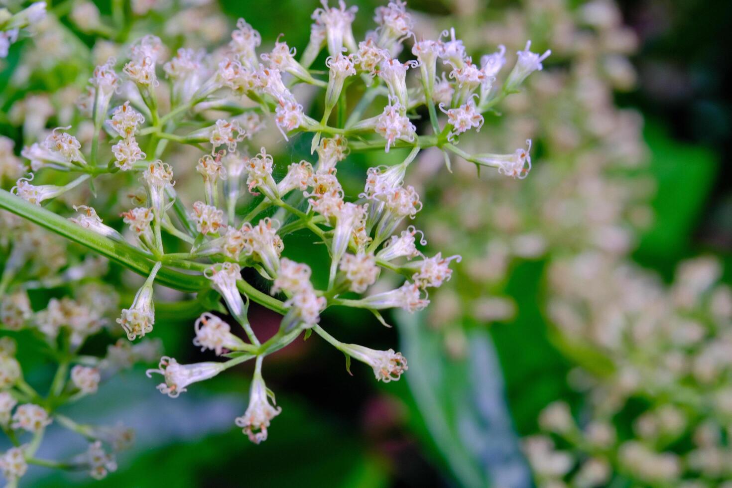 Close up shot of tiny white Mikania micrantha kunth Flower. Macro shot of beautiful flowers in the garden. Textured Details. Background Photography. Flower Close-up. Nature photography concept photo