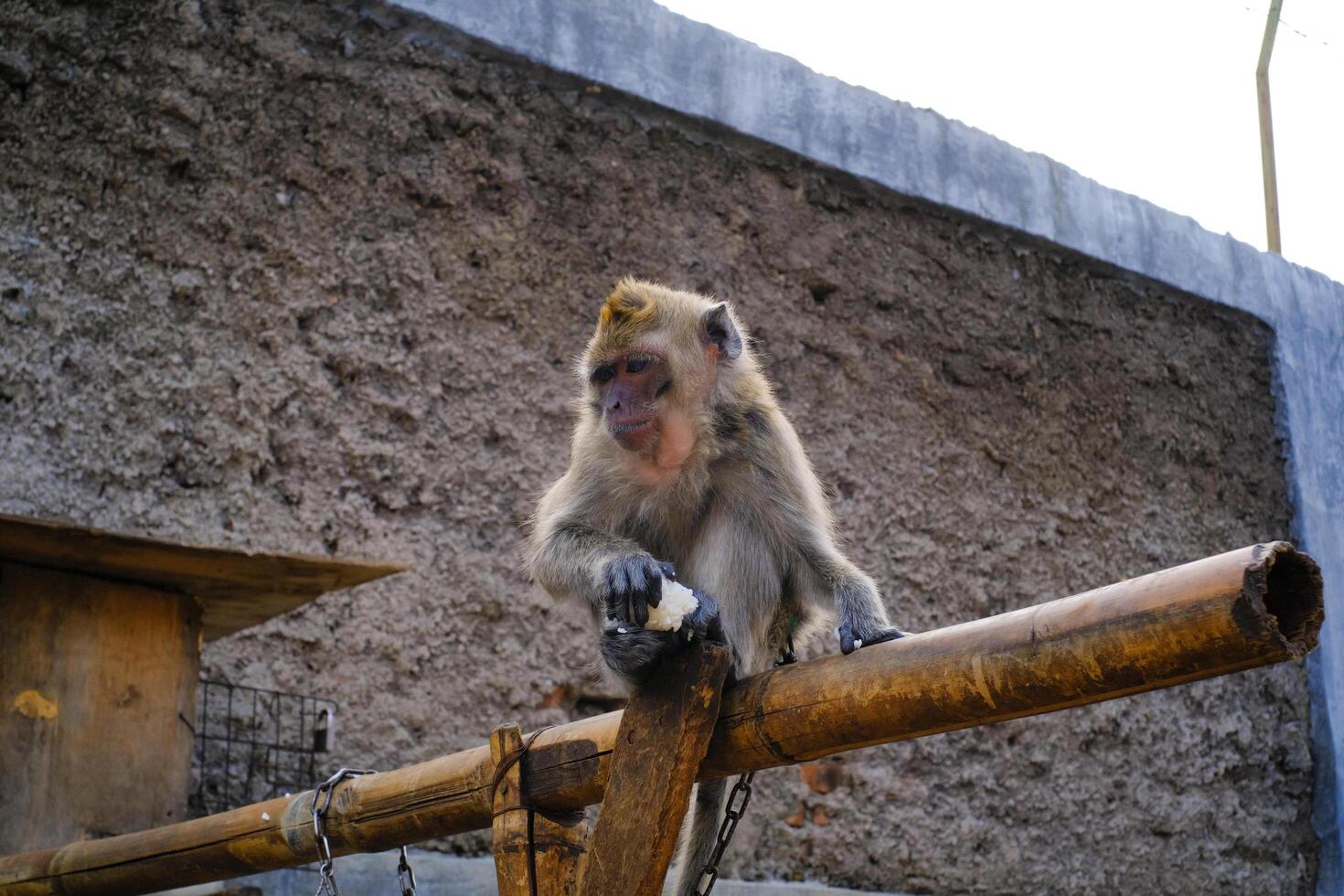 Animal Photography of pet monkeys in outdoor cages. Closeup shots of beautiful and exotic animals in the wild. Graphic Resources. Animal Photography. Animal Close-up. Animals pets photo