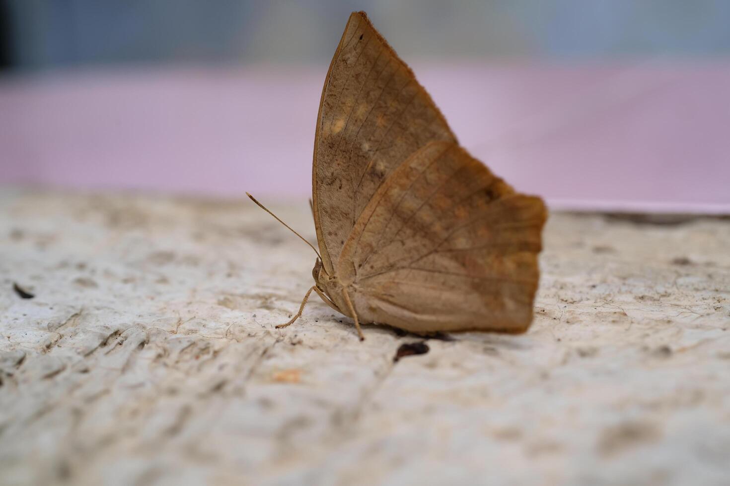 Common Duffer Butterfly or Dischopora sondaica resting on a cement floor. Macro shot of beautiful and exotic animals in the wild. Graphic Resources. Macro Photography. Animal Close-up. photo