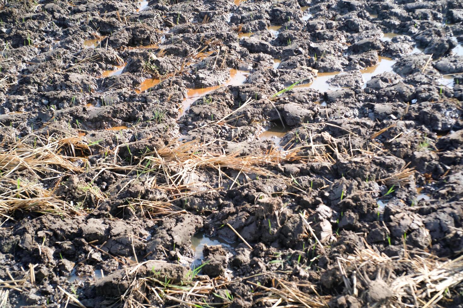 Textured Background of wet soil plowed. Rice field in planting season. Agriculture Business. Agriculture industry. Wallpaper Backgrounds. Detail of soil texture. photo