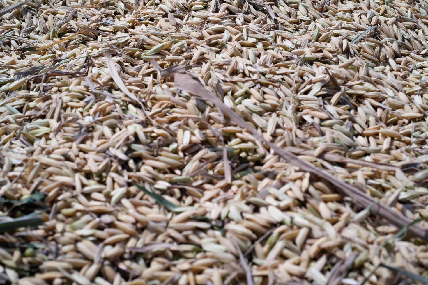 Textured Background of Rice grain unprocessed. Rice grain is dried under the sun before being processed. Agriculture Business. Agricultural industry. Wallpaper Backgrounds.Detail of Rice grain texture photo
