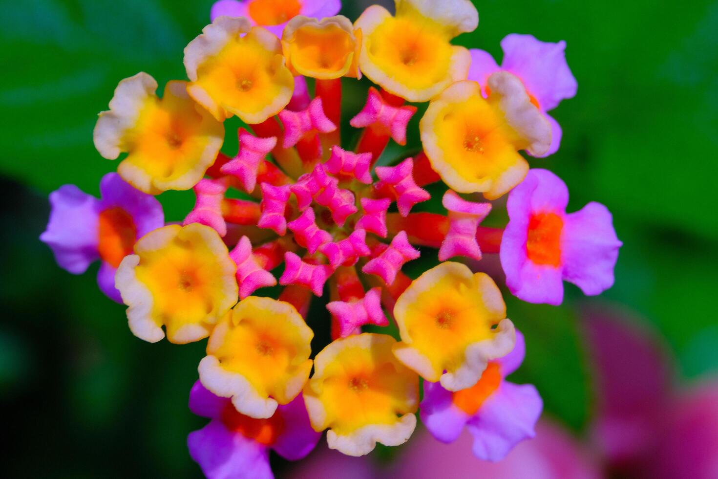 Close up shot of Lantana camara flower in full bloom. Macro shot of beautiful flowers in the garden. Graphic Resources. Macro Photography. Flower Close-up. Nature photography concept photo