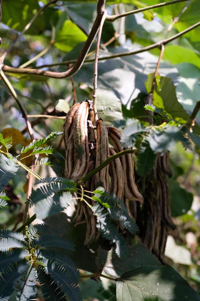 Nature Photography of Velvet Beans Plant or known as Mucuna Pruriens. Macro of beautiful and exotic plants in the wild. Graphic Resources. Plants Close-up. Flora and Botanical photo
