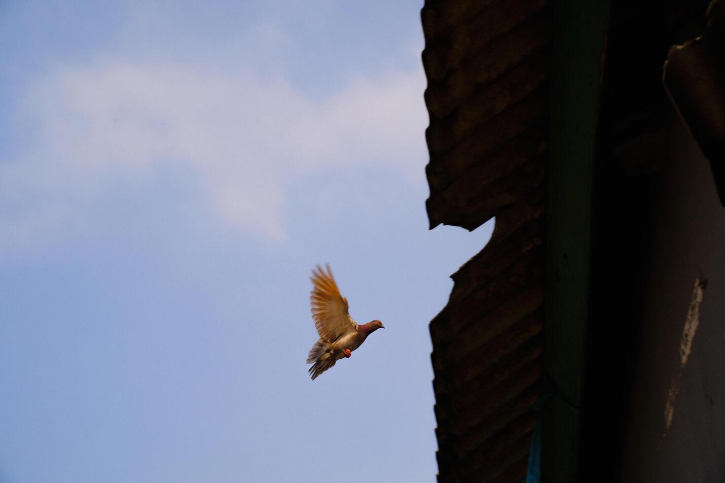 Pigeons flapping wings. Birds are flying under blue sky towards the roof of the house, a pigeon spreading wings to fly in a flow. Animal themes. Animal Photography Concepts. Graphic resources photo