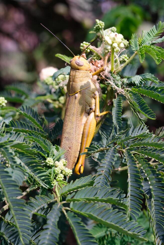 Nature Photography of Giant leafhopper or Phyllium fulchrifolium camouflaged among the leaves. Macro of beautiful and exotic animals in the wild. Graphic Resources. Animal Close-up. Animal Behavior photo