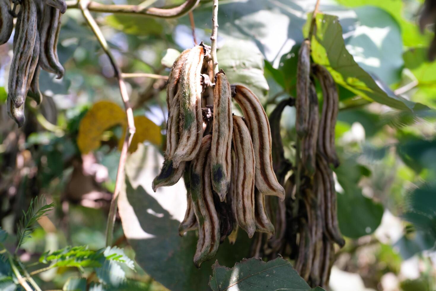 Nature Photography of Velvet Beans Plant or known as Mucuna Pruriens. Macro of beautiful and exotic plants in the wild. Graphic Resources. Plants Close-up. Flora and Botanical photo