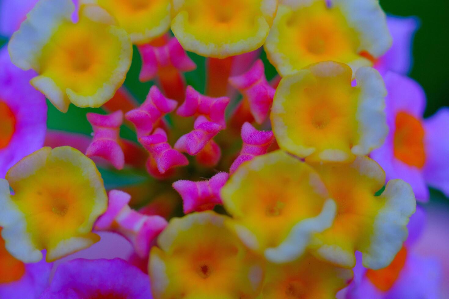 Close up shot of Lantana camara flower in full bloom. Macro shot of beautiful flowers in the garden. Graphic Resources. Macro Photography. Flower Close-up. Nature photography concept photo