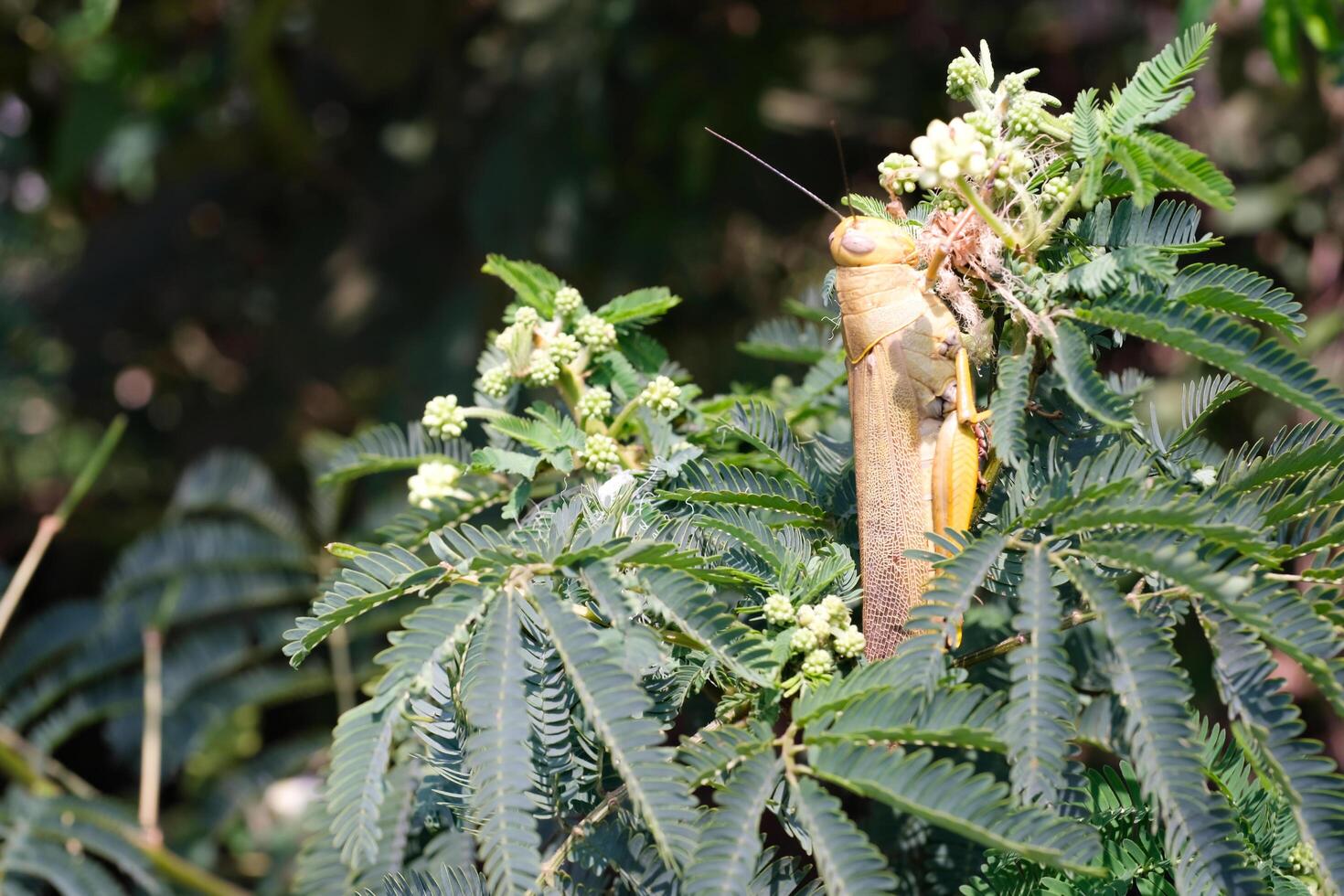Nature Photography of Giant leafhopper or Phyllium fulchrifolium camouflaged among the leaves. Macro of beautiful and exotic animals in the wild. Graphic Resources. Animal Close-up. Animal Behavior photo