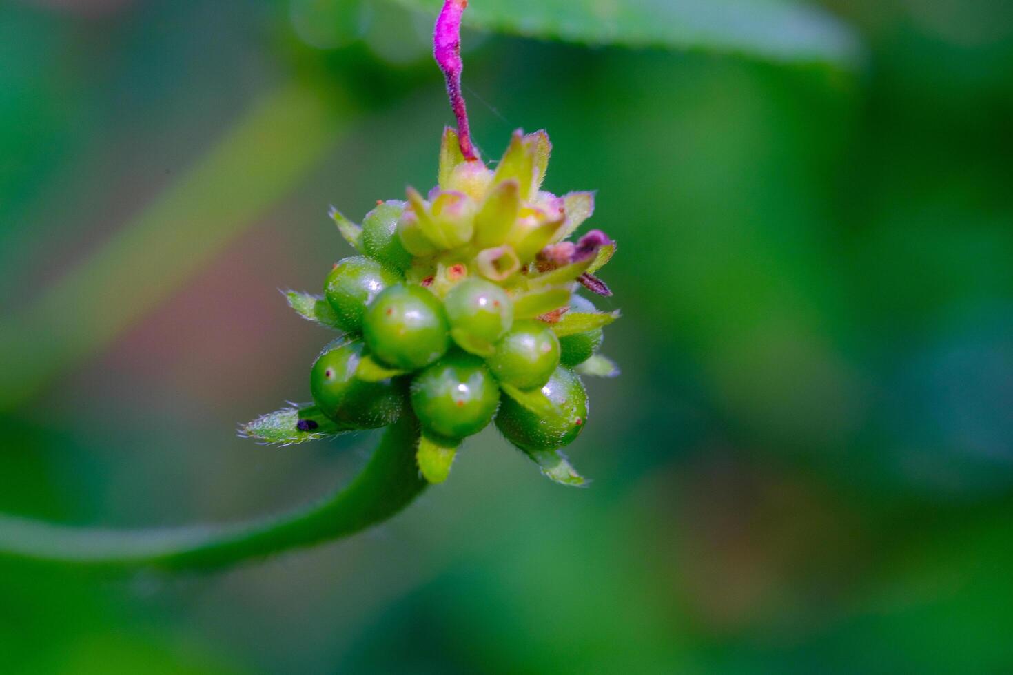 Close-up shot of Lantana camara flower seeds. Macro shot of beautiful flowers in the garden. Graphic Resources. Macro Photography. Flower Close-up. Nature photography concept photo
