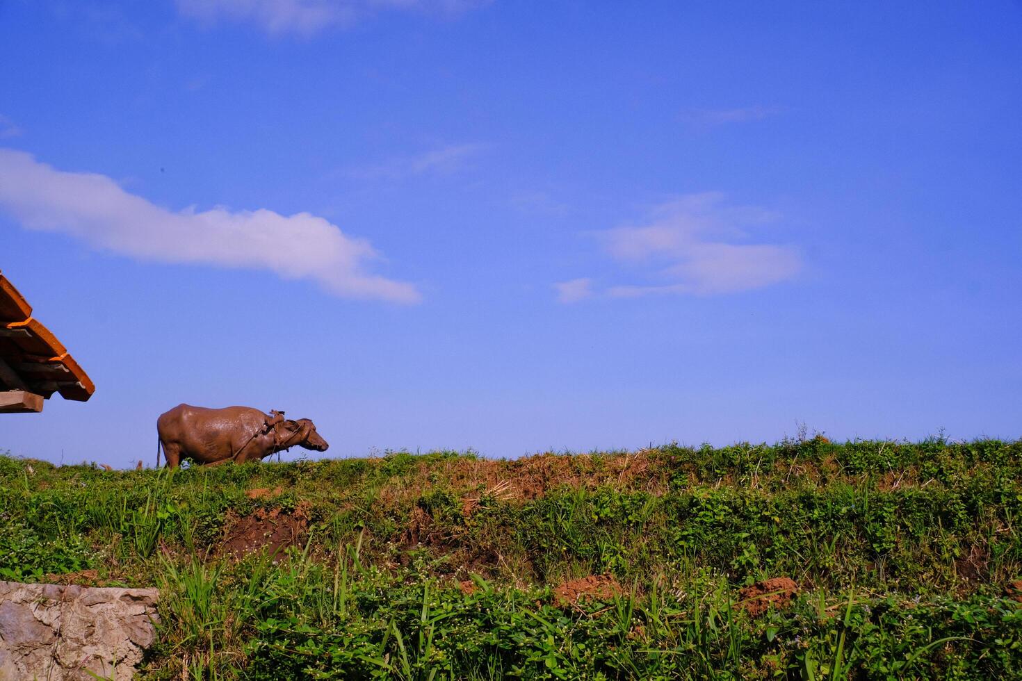 A buffalo on the edge of a rice field with a view of a clear blue sky. Background of beautiful and exotic animals in the wild. Graphic Resources. Animal Photography. Animal Close-up. Agricultural photo