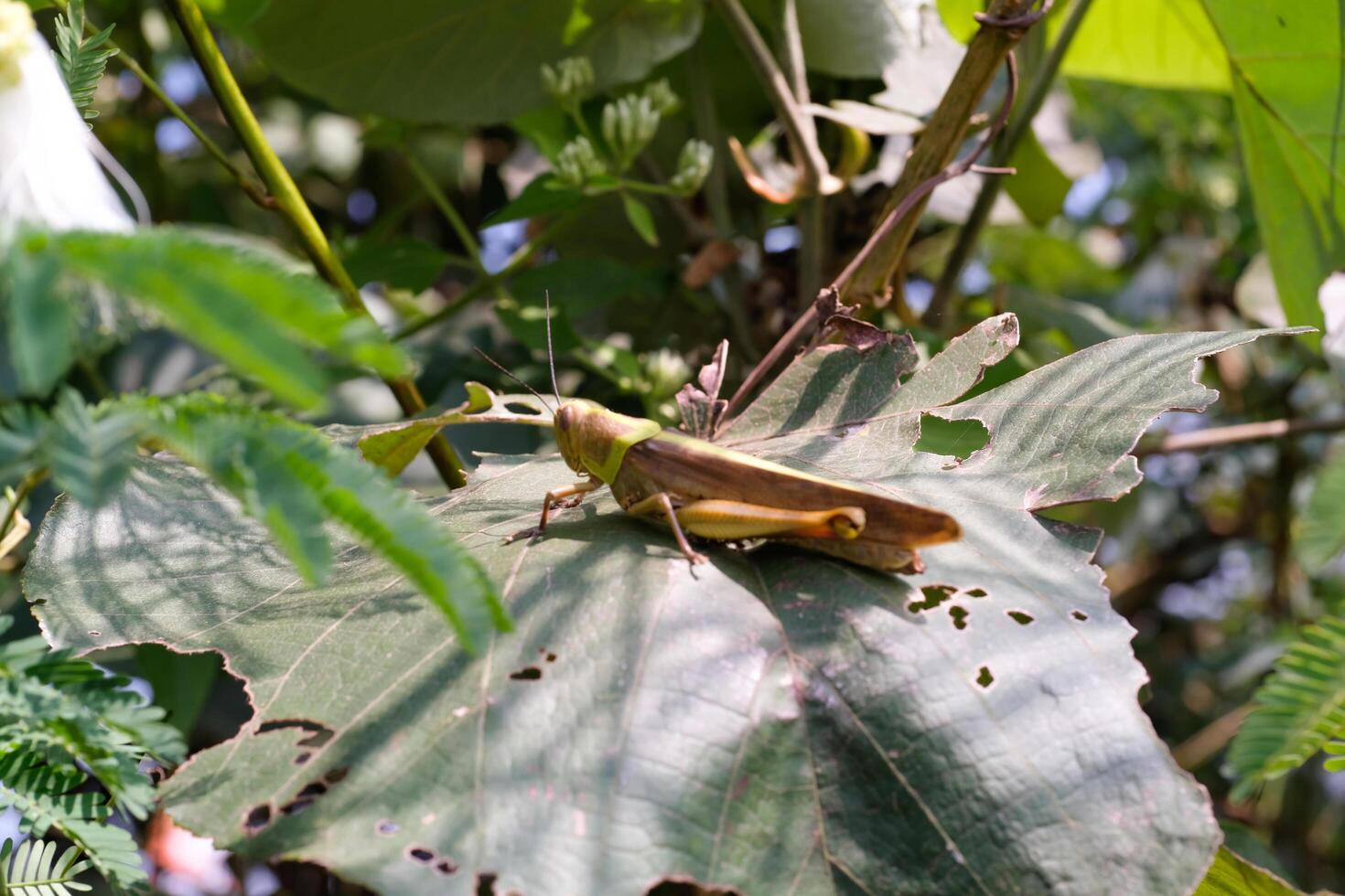 Nature Photography of Giant leafhopper or Phyllium fulchrifolium perched on a teak leaf. Macro shot of beautiful and exotic animals in the wild. Graphic Resources. Macro Photography. Animal Close-up. photo