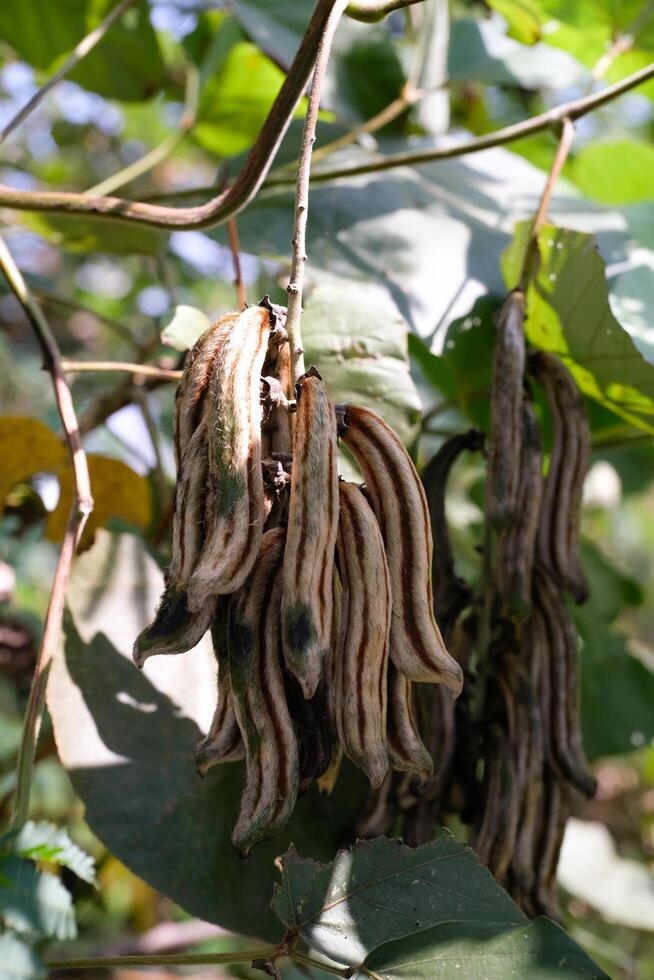 Nature Photography of Velvet Beans Plant or known as Mucuna Pruriens. Macro of beautiful and exotic plants in the wild. Graphic Resources. Plants Close-up. Flora and Botanical photo