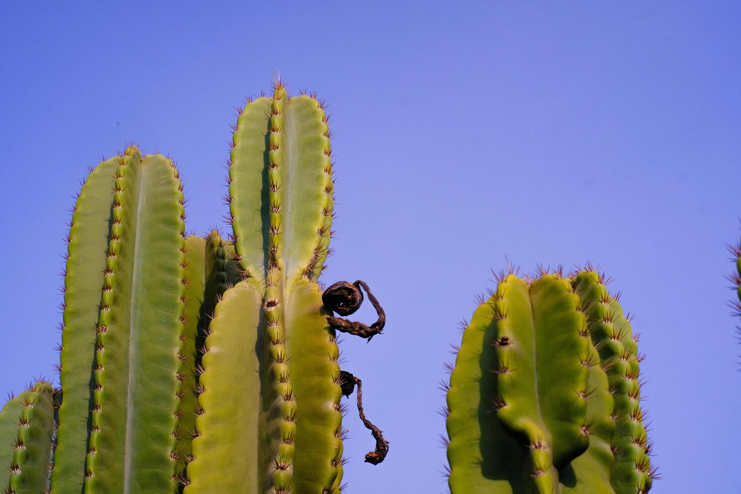 Nature Photography of towering green cactus plants with a blue sky background. Textured Details of beautiful and exotic Plants in the wild. Graphic Resources. Botanical Photography. Plants Close-up. photo