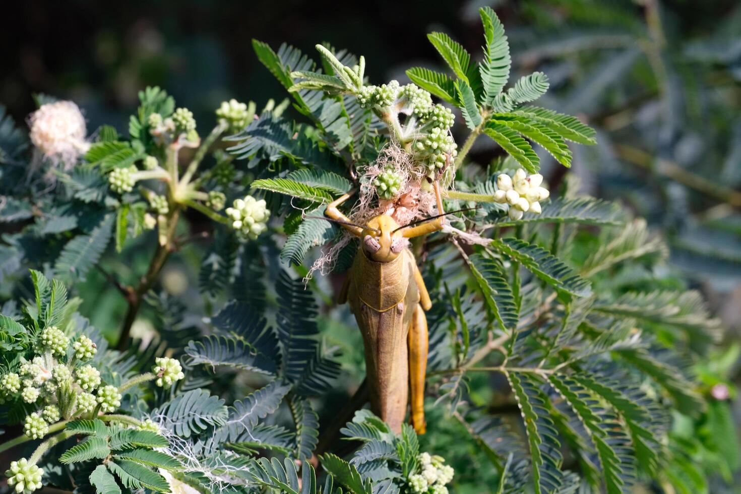 Nature Photography of Giant leafhopper or Phyllium fulchrifolium camouflaged among the leaves. Macro of beautiful and exotic animals in the wild. Graphic Resources. Animal Close-up. Animal Behavior photo