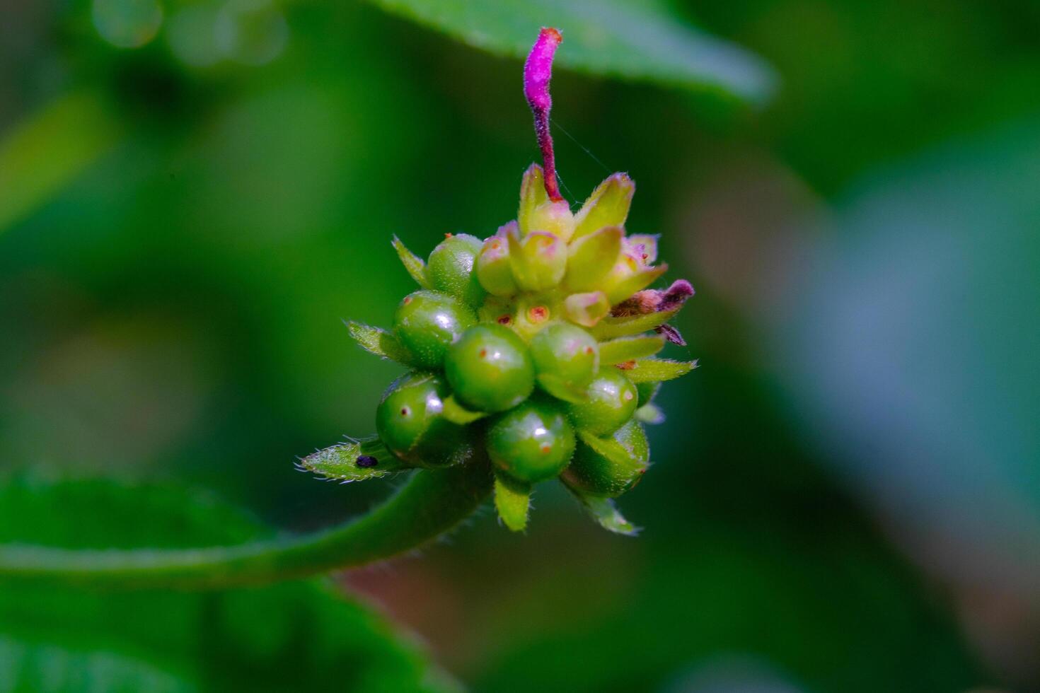 Close-up shot of Lantana camara flower seeds. Macro shot of beautiful flowers in the garden. Graphic Resources. Macro Photography. Flower Close-up. Nature photography concept photo