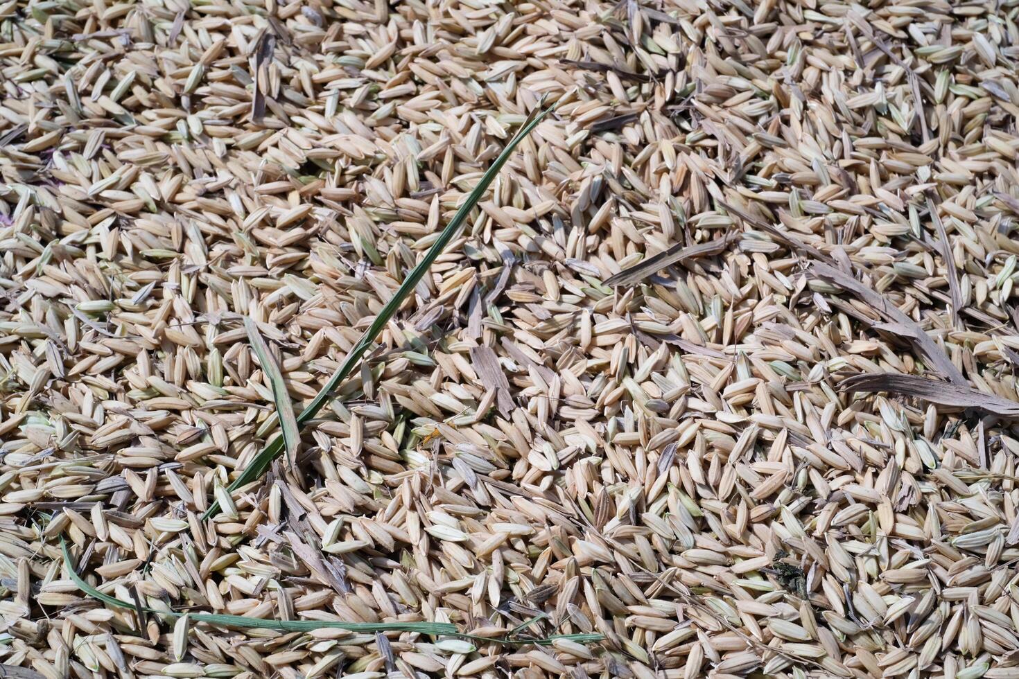 Textured Background of Rice grain unprocessed. Rice grain is dried under the sun before being processed. Agriculture Business. Agricultural industry. Wallpaper Backgrounds.Detail of Rice grain texture photo