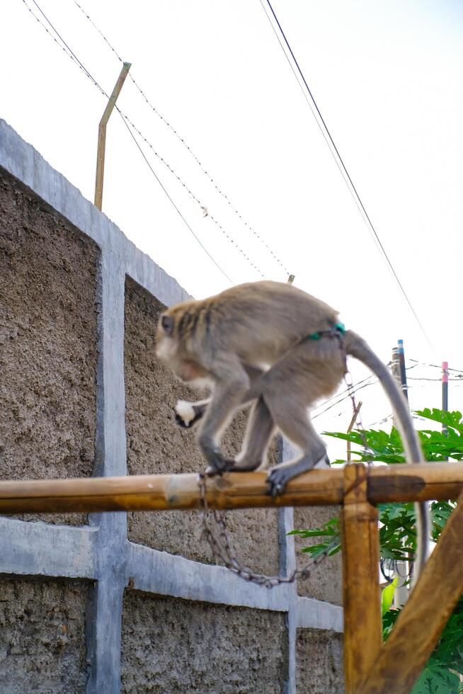 Animal Photography of pet monkeys in outdoor cages. Closeup shots of beautiful and exotic animals in the wild. Graphic Resources. Animal Photography. Animal Close-up. Animals pets photo