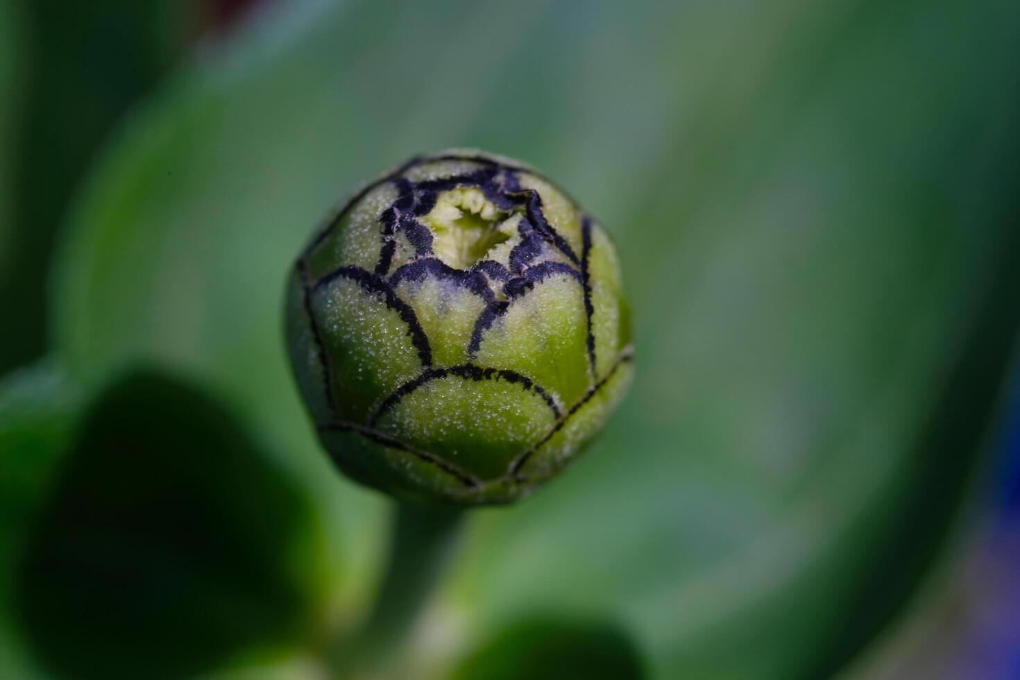 Photography of layered sunflower buds. Macro shot of beautiful flowers in the garden. Graphic Resources. Macrophotography. Flower Close-up. Nature photography concept photo