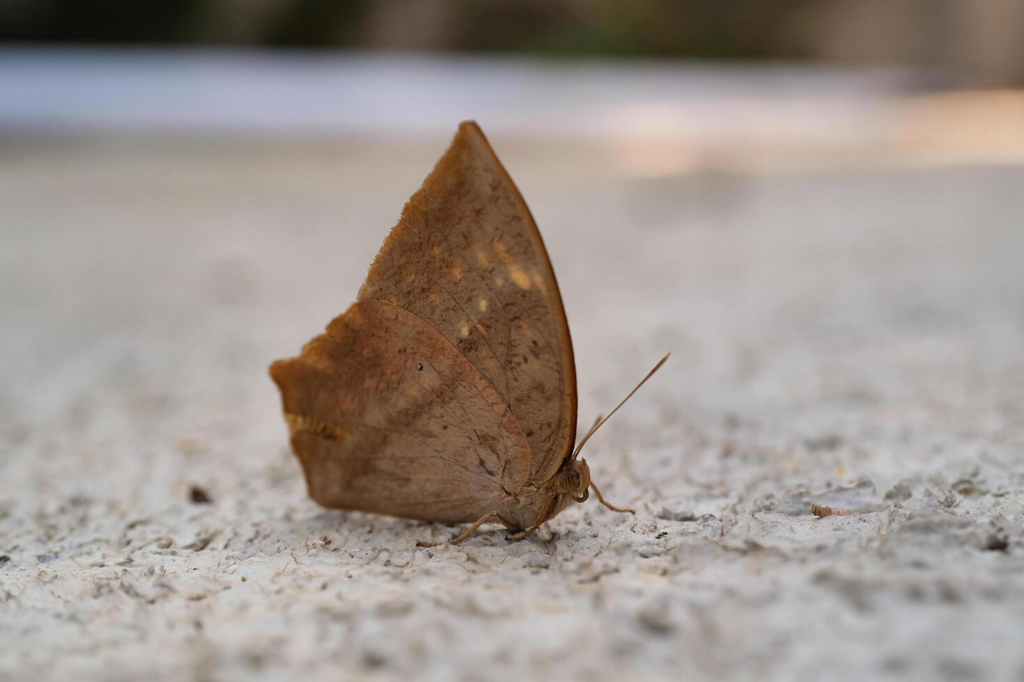 Common Duffer Butterfly or Dischopora sondaica resting on a cement floor. Macro shot of beautiful and exotic animals in the wild. Graphic Resources. Macro Photography. Animal Close-up. photo