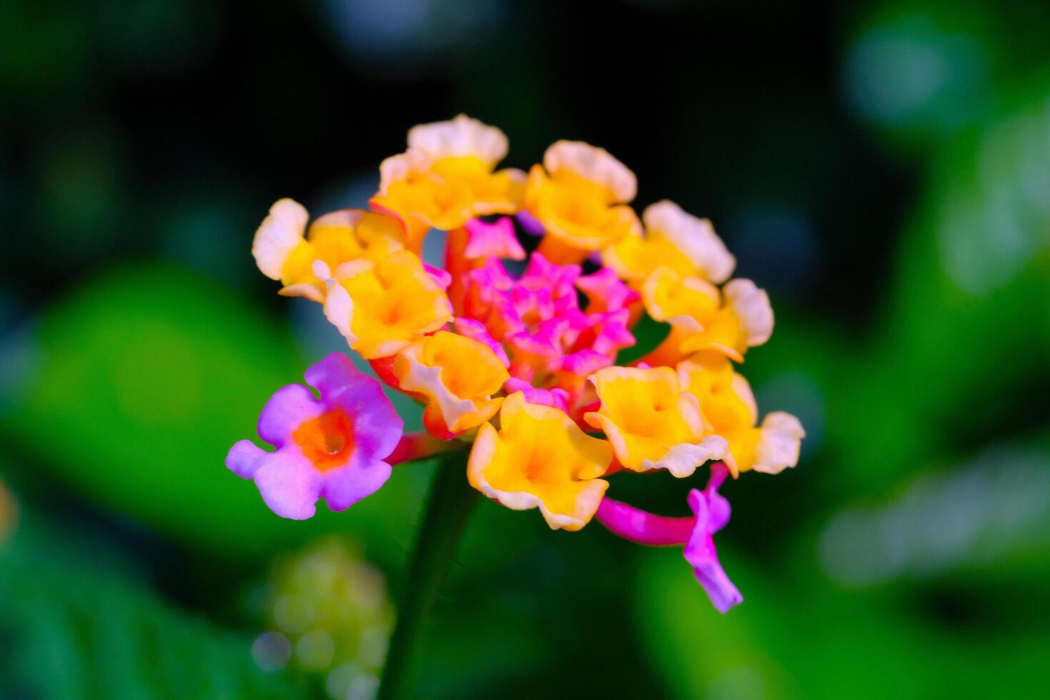 A sprig of Lantana camara flower seeds. Macro shot of beautiful flowers in the garden. Graphic Resources. Macro Photography. Flower Close-up. Nature photography concept photo