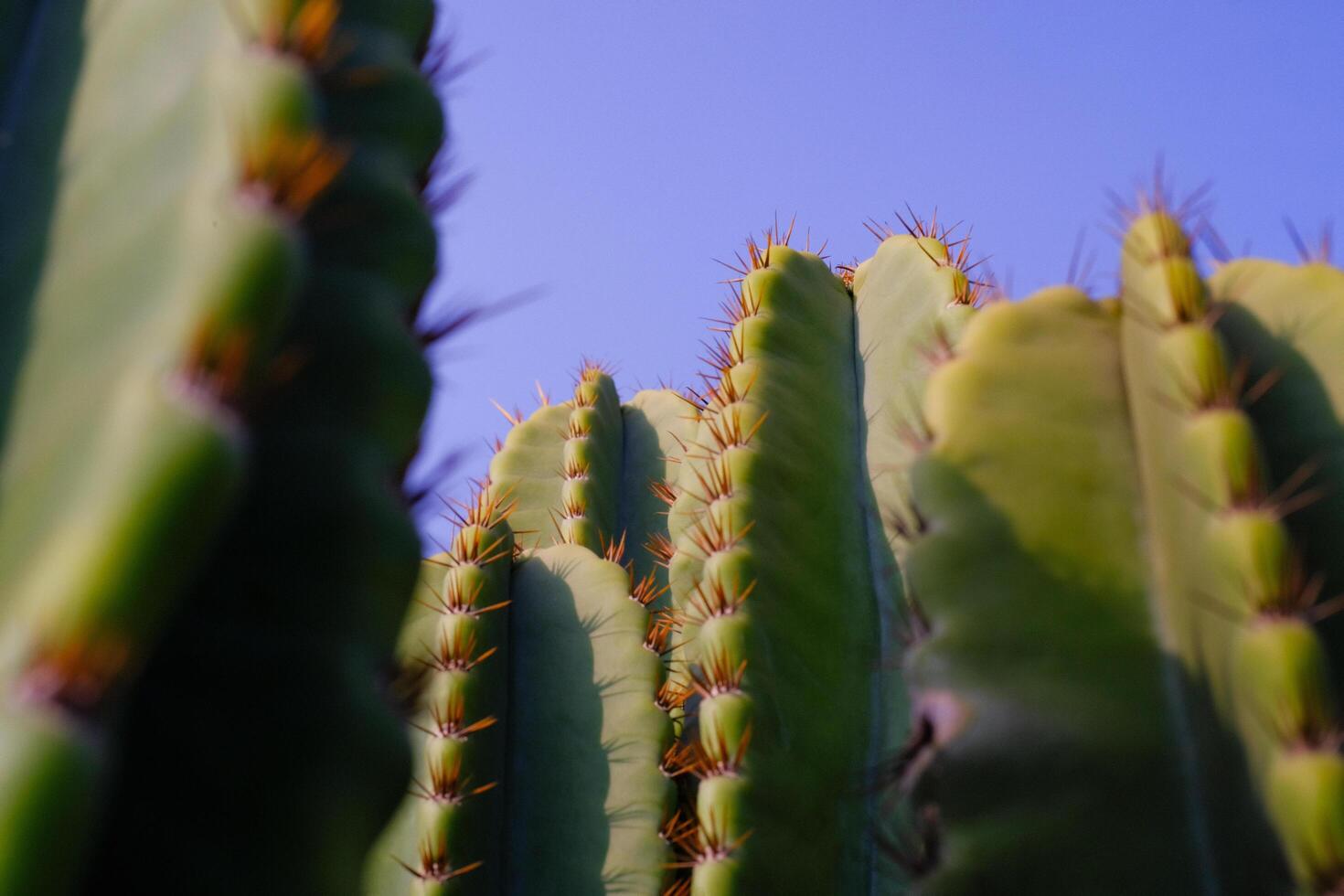 Nature Photography of towering green cactus plants with a blue sky background. Textured Details of beautiful and exotic Plants in the wild. Graphic Resources. Botanical Photography. Plants Close-up. photo