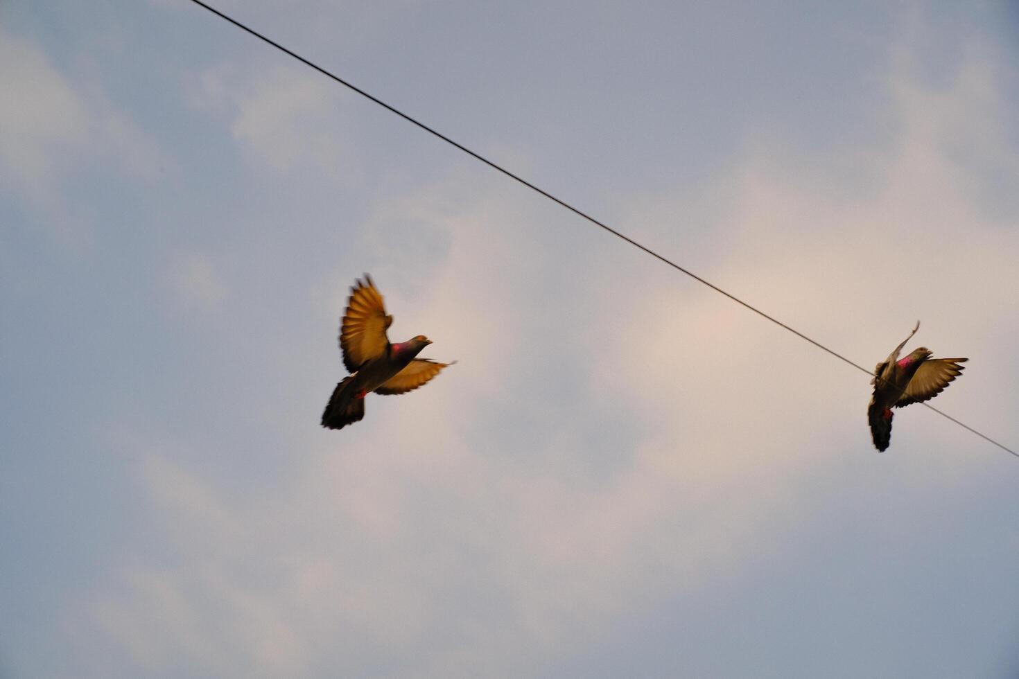 Pigeons flapping wings. Birds are flying under blue sky towards the roof of the house, a pigeon spreading wings to fly in a flow. Animal themes. Animal Photography Concepts. Graphic resources photo