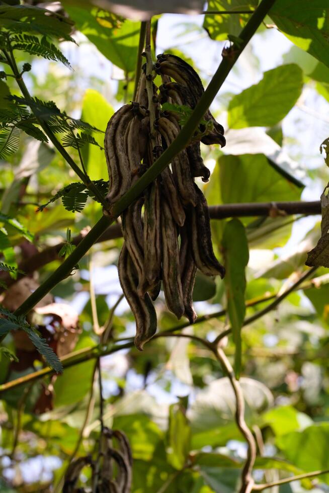Nature Photography of Velvet Beans Plant or known as Mucuna Pruriens. Macro of beautiful and exotic plants in the wild. Graphic Resources. Plants Close-up. Flora and Botanical photo
