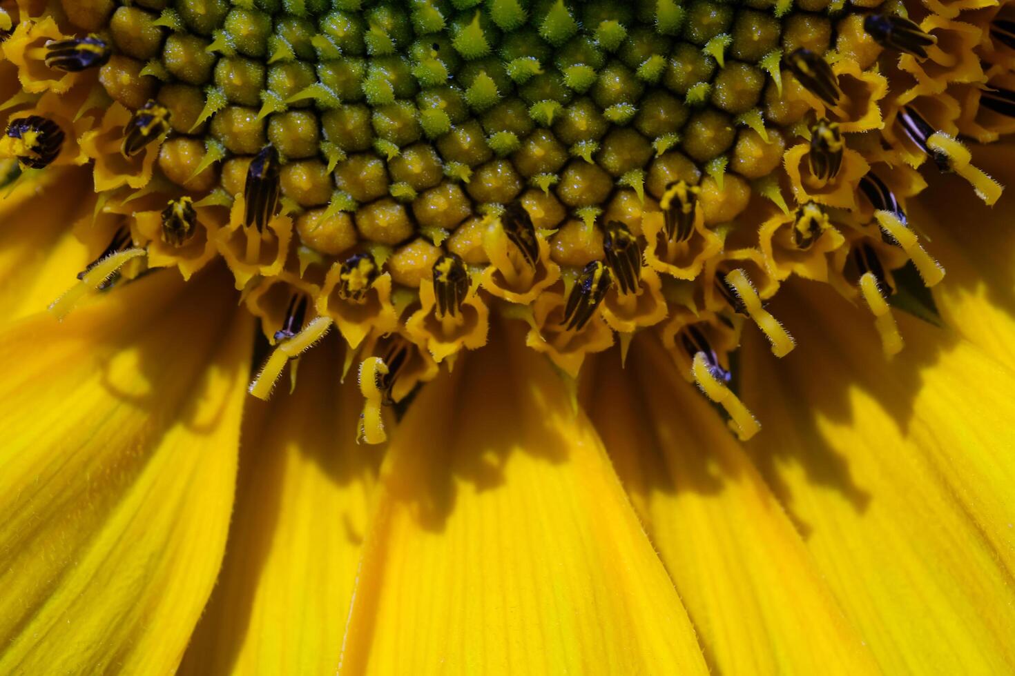 Photography of Detailed Surface Texture of Blooming Sunflowers. Macro shot of beautiful flowers in the garden. Graphic Resources. Macro Photography. Flower Close-up. Nature photography concept photo