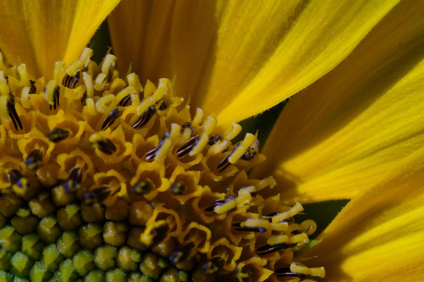 Photography of Sunflowers petal texture. Macro shot of beautiful flowers in the garden. Graphic Resources. Macro Photography. Flower Close-up. Nature photography concept photo