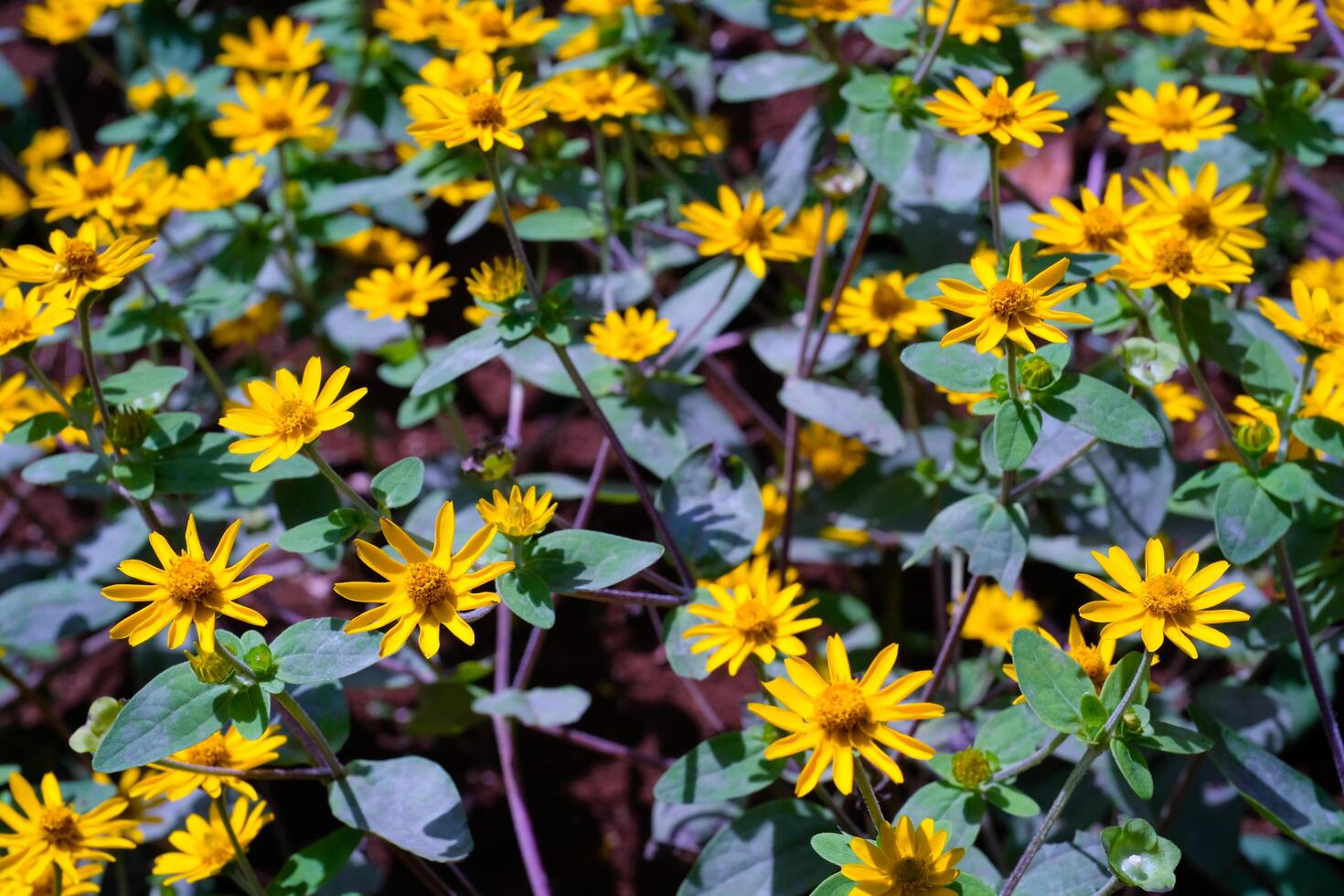 Photography of bunch of yellow daisy flowers in the garden. Abstract Background of natural scenery in amusement park. Graphic Resources. Background Photography. Nature photography concept photo