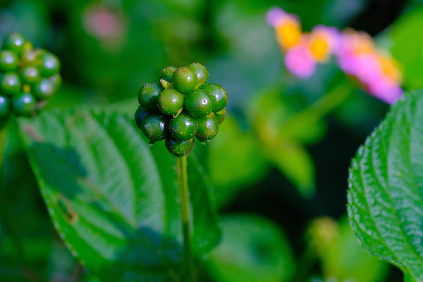 Photography of round green Lantana camara flower seeds. Macro shot of beautiful flowers in the garden. Graphic Resources. Macro Photography. Flower Close-up. Nature photography concept photo