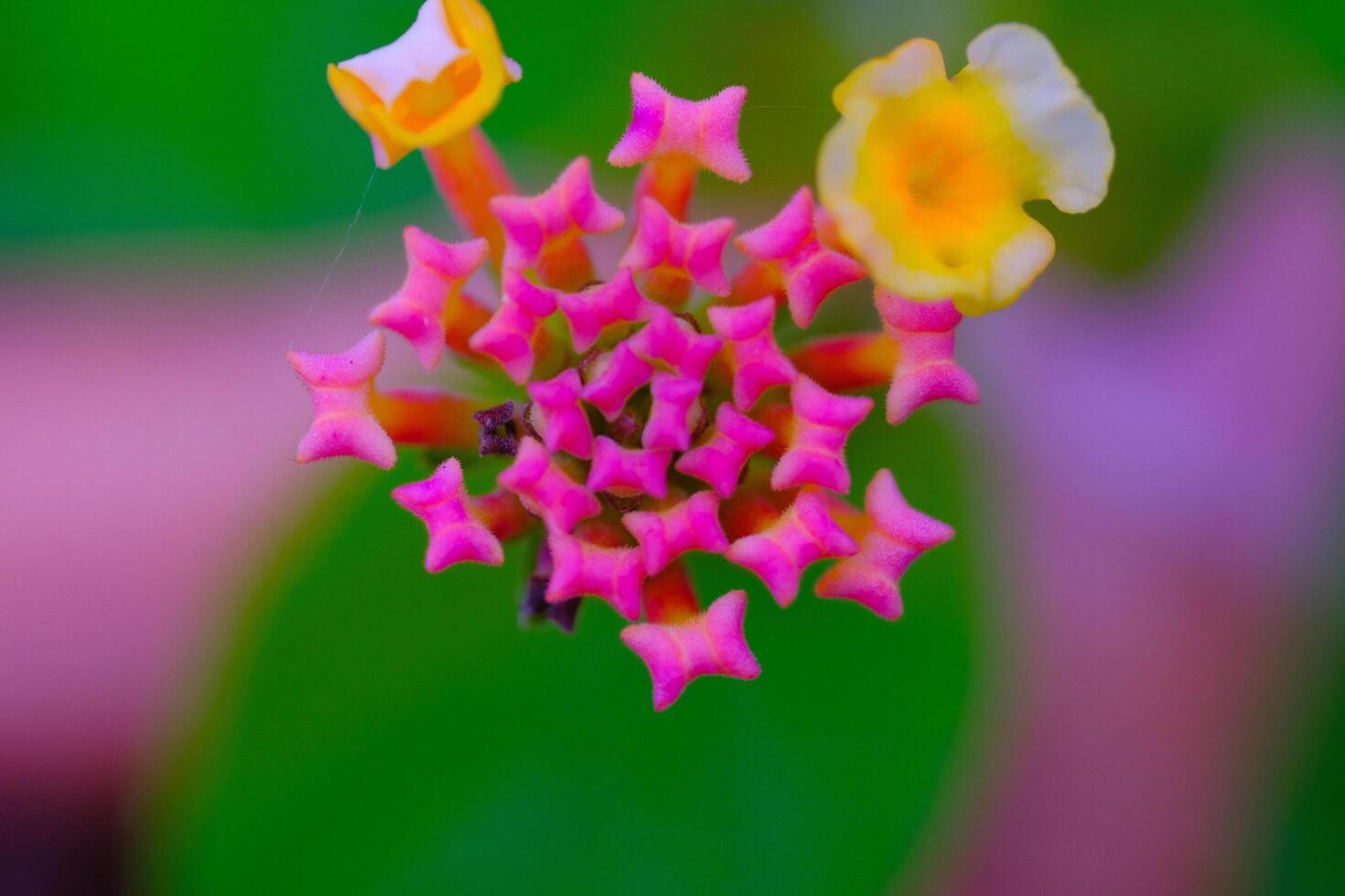 Photography of Lantana camara flower partially blooming. Macro shot of beautiful flowers in the garden. Graphic Resources. Macro Photography. Flower Close-up. Nature photography concept photo
