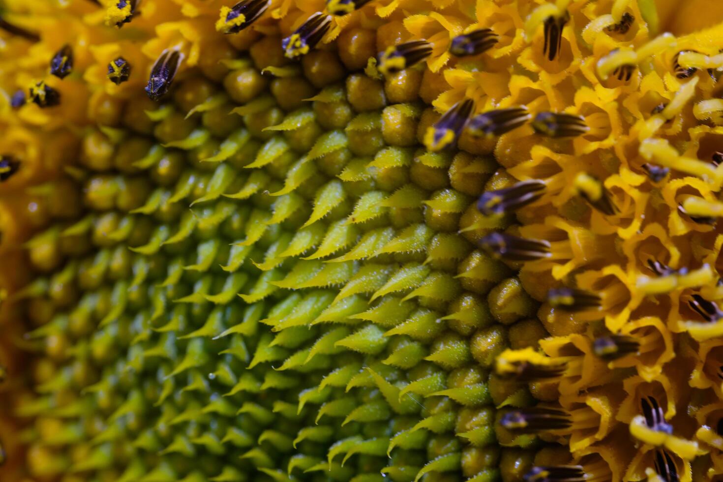 Photography of Sunflowers petal texture. Macro shot of beautiful flowers in the garden. Graphic Resources. Macro Photography. Flower Close-up. Nature photography concept photo