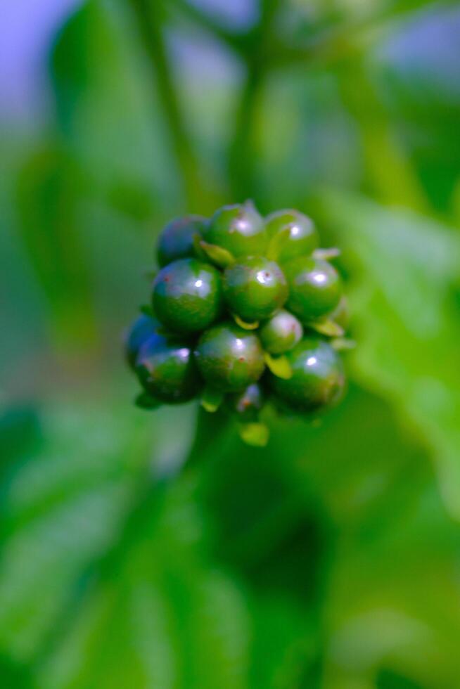 Photography of round green Lantana camara flower seeds. Macro shot of beautiful flowers in the garden. Graphic Resources. Macro Photography. Flower Close-up. Nature photography concept photo