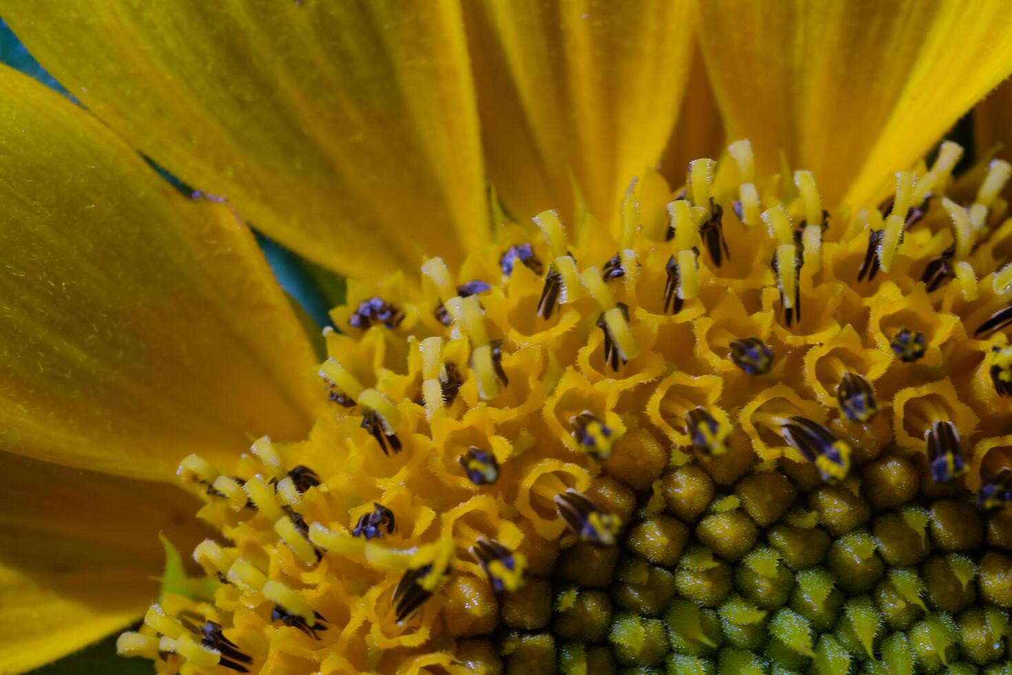 Photography of Detailed Surface Texture of Blooming Sunflowers. Macro shot of beautiful flowers in the garden. Graphic Resources. Macro Photography. Flower Close-up. Nature photography concept photo