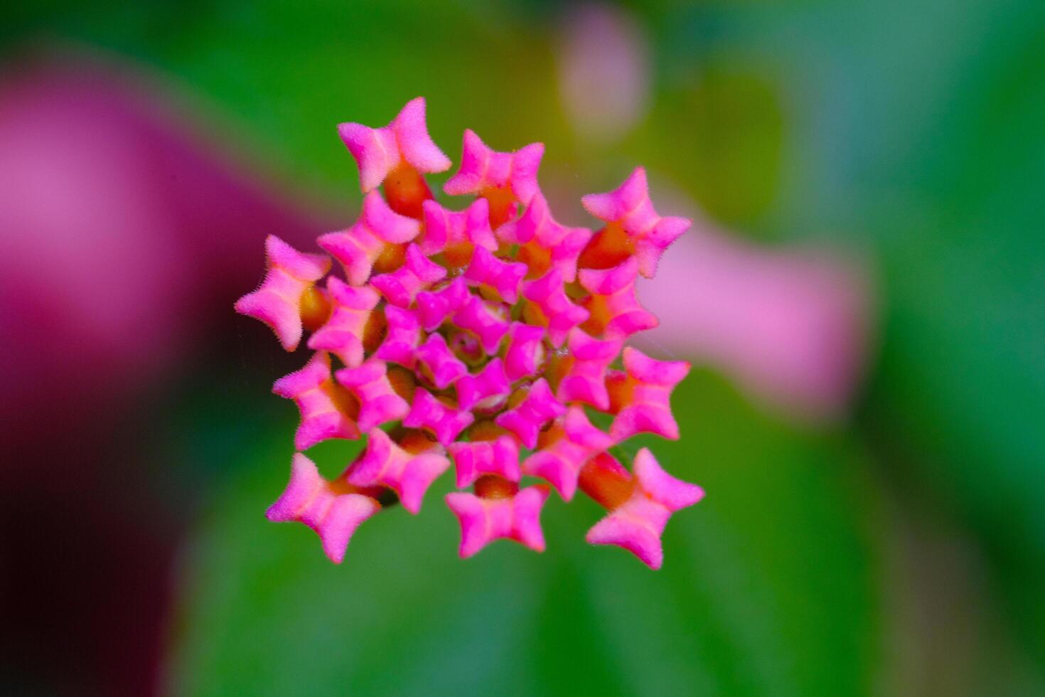 Photography of Lantana camara flower partially blooming. Macro shot of beautiful flowers in the garden. Graphic Resources. Macro Photography. Flower Close-up. Nature photography concept photo