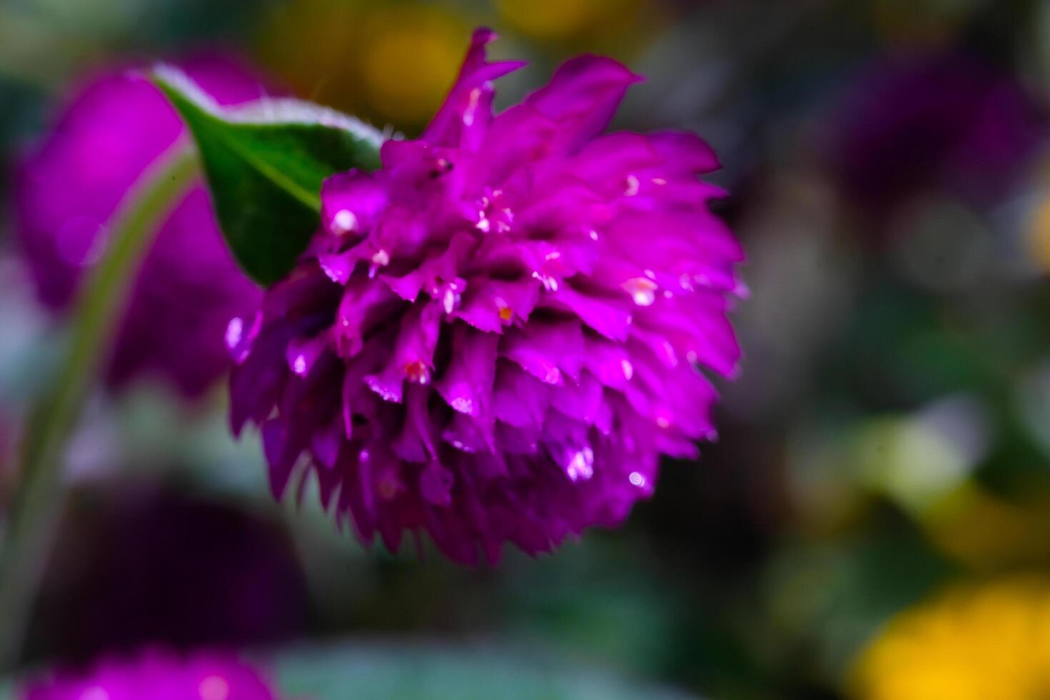 Photography of Violet Labiate Mentha Aquatica Flowers. Macro shot of beautiful flowers in the garden. Graphic Resources. Macrophotography. Flower Close-up. Nature photography concept photo