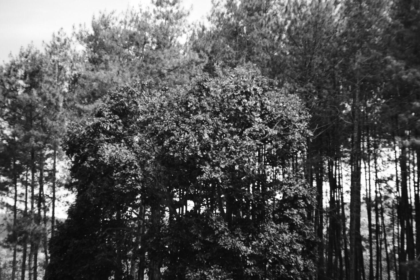 Black and white photography of silhouette of pimus forest and sky. Monochrome of natural scenery in amusement park. Graphic Resources. Monochrome Background Photography. Light Shadow Photography photo
