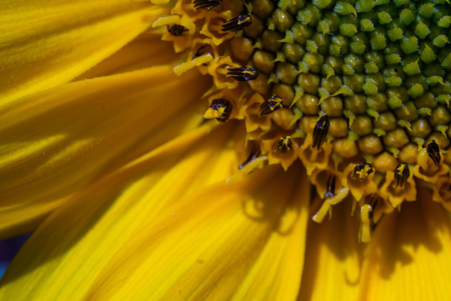 Photography of Sunflowers petal texture. Macro shot of beautiful flowers in the garden. Graphic Resources. Macro Photography. Flower Close-up. Nature photography concept photo