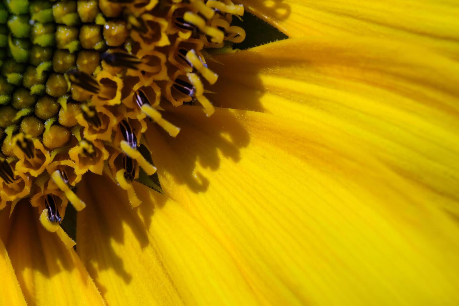 Photography of Detailed Surface Texture of Blooming Sunflowers. Macro shot of beautiful flowers in the garden. Graphic Resources. Macro Photography. Flower Close-up. Nature photography concept photo