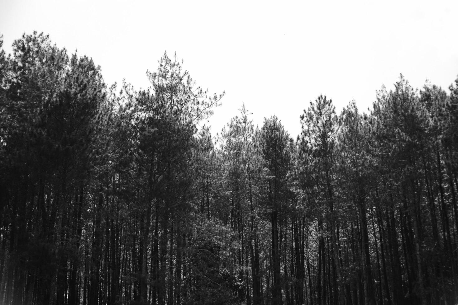 Black and white photography of silhouette of pimus forest and sky. Monochrome of natural scenery in amusement park. Graphic Resources. Monochrome Background Photography. Light Shadow Photography photo