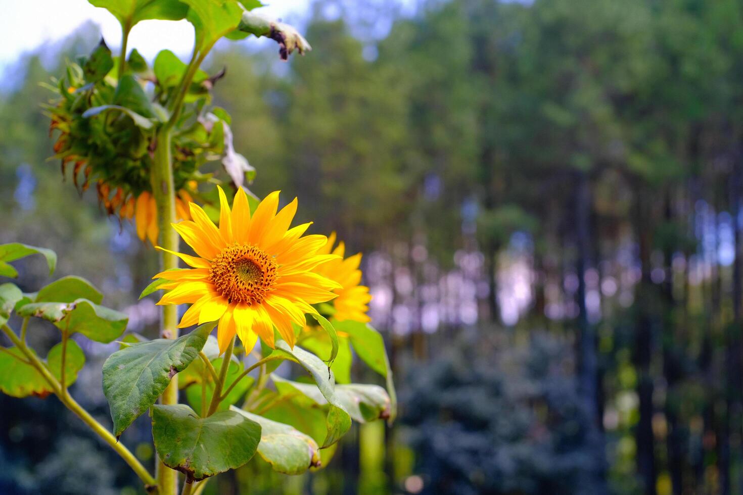 Bokeh shot of Sunflowers in the garden. Macro shot of beautiful flowers in the garden. Graphic Resources. Macro Photography. Flower Close-up. Nature photography concept photo