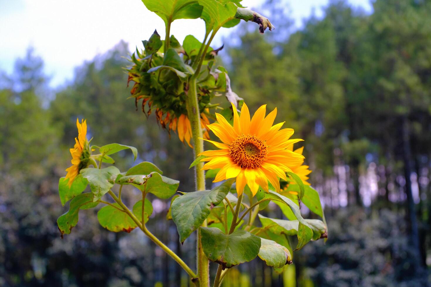 Bokeh shot of Sunflowers in the garden. Macro shot of beautiful flowers in the garden. Graphic Resources. Macro Photography. Flower Close-up. Nature photography concept photo
