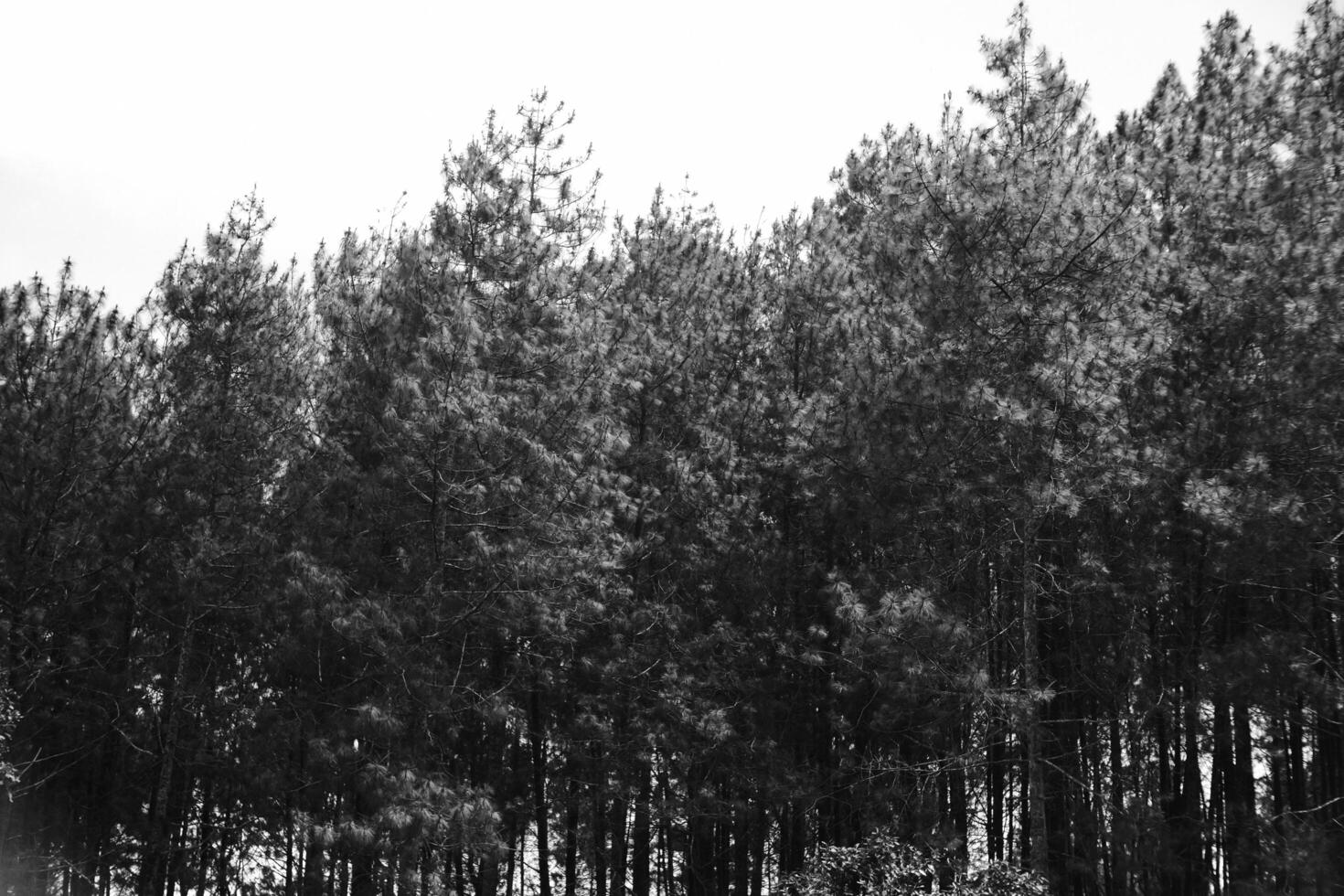 Black and white photography of silhouette of pimus forest and sky. Monochrome of natural scenery in amusement park. Graphic Resources. Monochrome Background Photography. Light Shadow Photography photo