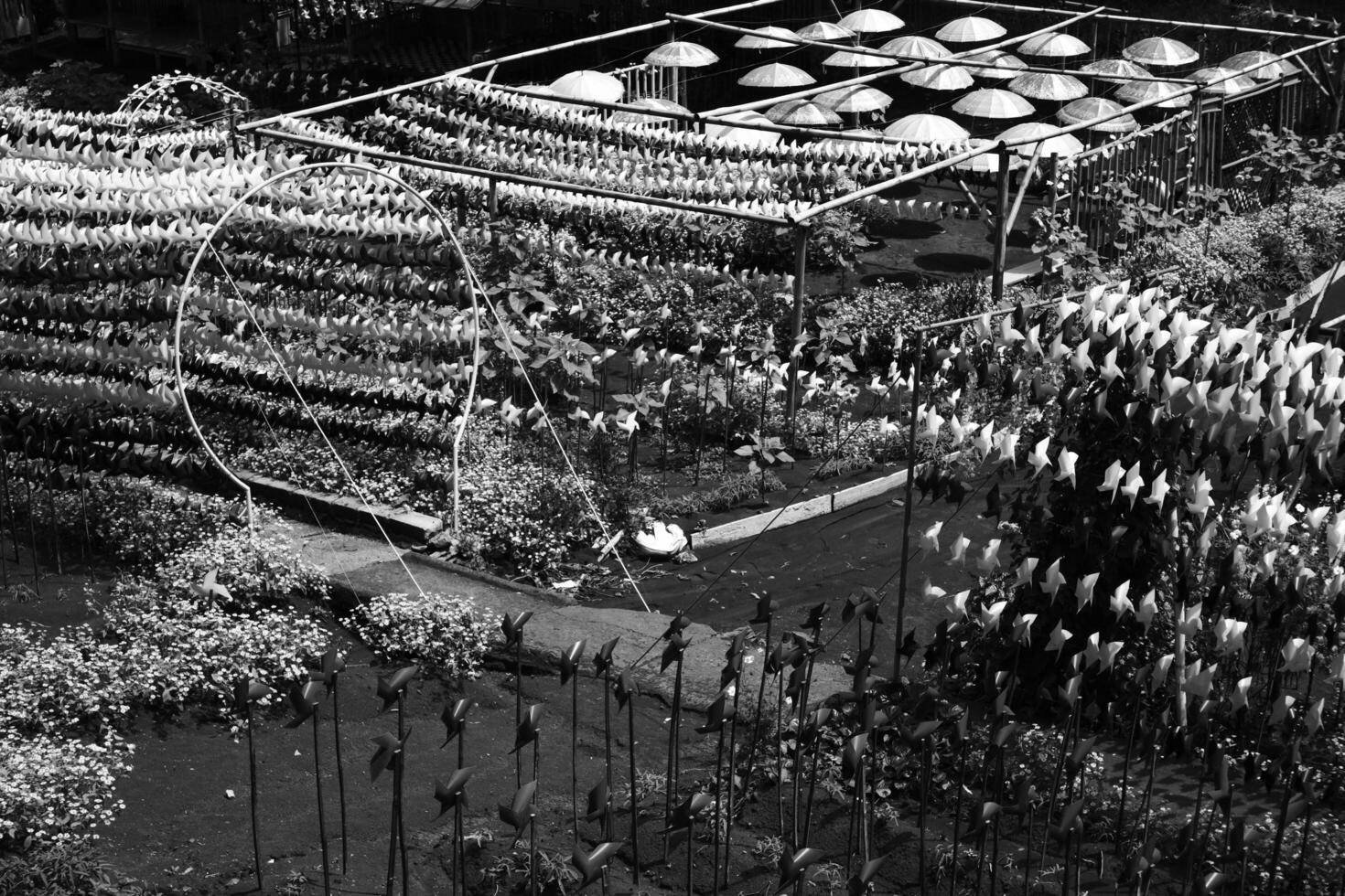 Black and white photography of Thousands of Pinwheels filling the park. Monochrome of natural scenery in amusement park. Graphic Resources. Monochrome Background Photography. Light Shadow Photography photo
