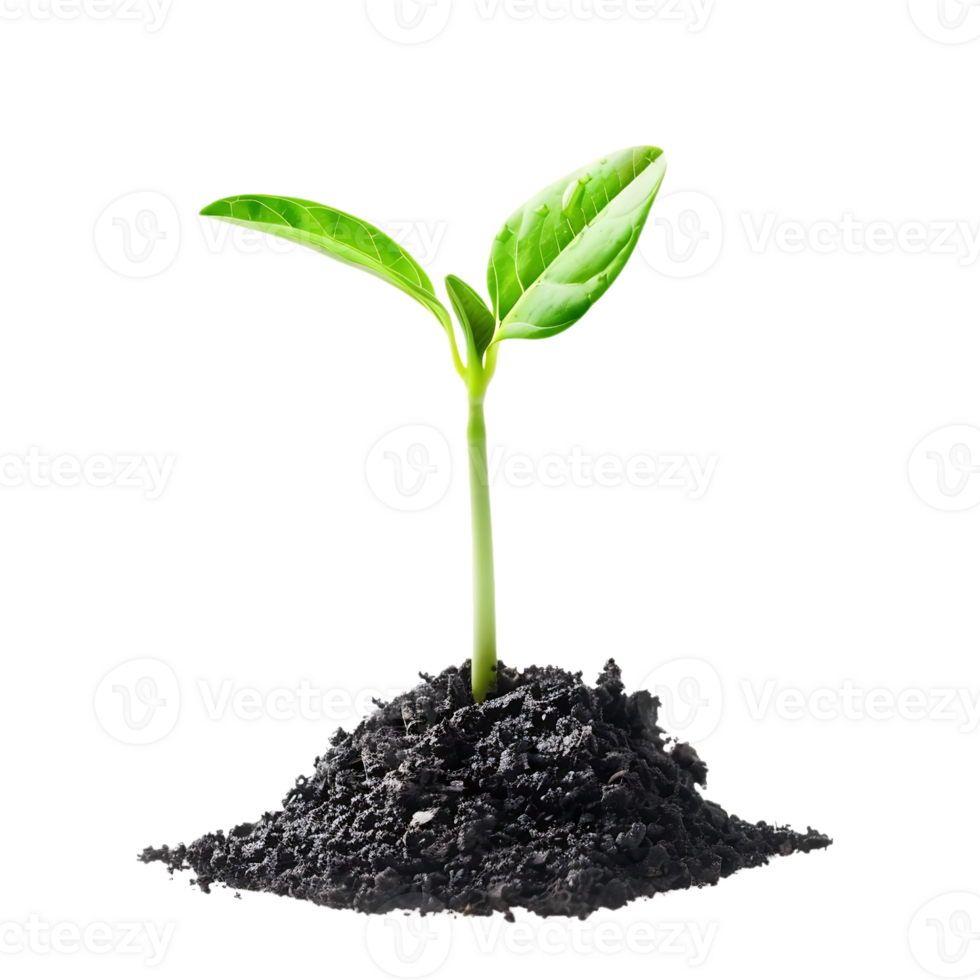 Green Sprout Growing From Soil - Realistic Image png