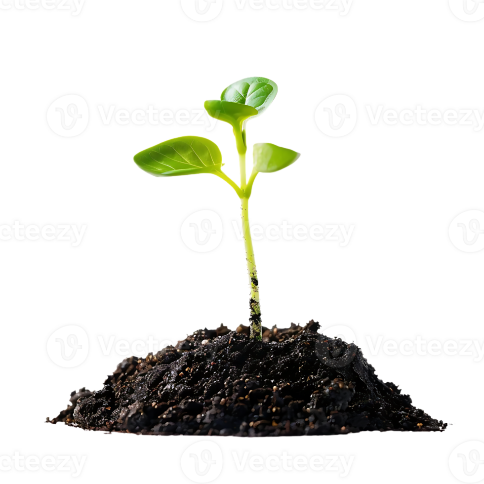 Green Sprout Emerging from Dark Soil - Photo png